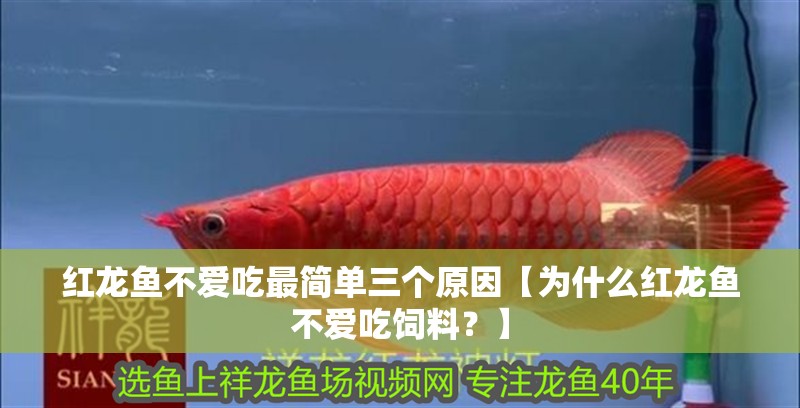 紅龍魚不愛吃最簡單三個(gè)原因【為什么紅龍魚不愛吃飼料？】