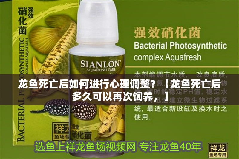 龍魚死亡后如何進(jìn)行心理調(diào)整？【龍魚死亡后多久可以再次飼養(yǎng)，】 龍魚死亡后如何進(jìn)行心理調(diào)整？【龍魚死亡后多久可以再次飼養(yǎng)，】 龍魚論壇