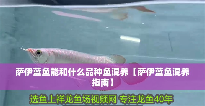 薩伊藍魚能和什么品種魚混養【薩伊藍魚混養指南】