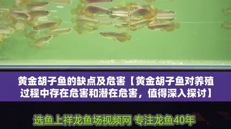 黃金胡子魚(yú)的缺點(diǎn)及危害【黃金胡子魚(yú)對(duì)養(yǎng)殖過(guò)程中存在危害和潛在危害，值得深入探討】