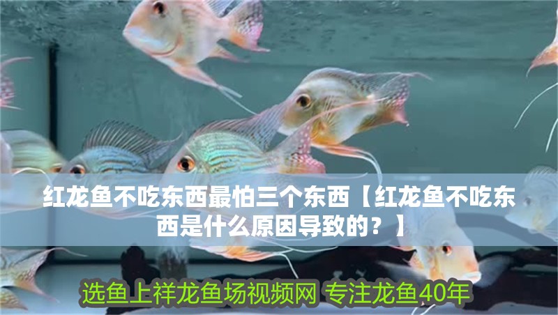 紅龍魚不吃東西最怕三個東西【紅龍魚不吃東西是什么原因導致的？】