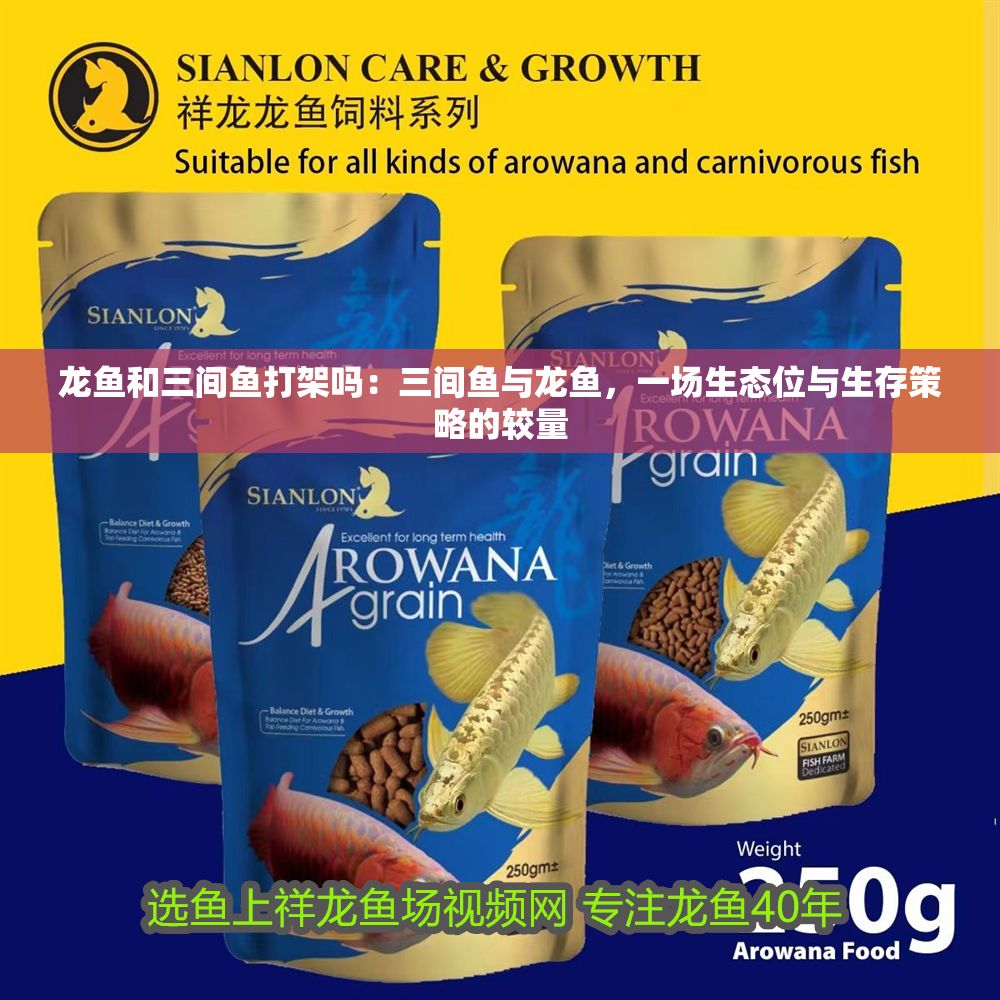 龍魚和三間魚打架嗎：三間魚與龍魚，一場生態位與生存策略的較量