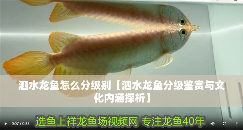 泗水龍魚怎么分級別【泗水龍魚分級鑒賞與文化內涵探析】