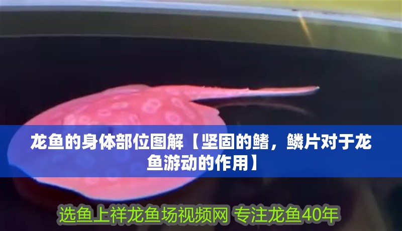 龍魚的身體部位圖解【堅固的鰭，鱗片對于龍魚游動的作用】