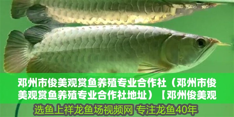 鄧州市俊美觀賞魚養殖專業<strong><mark>合作</mark></strong>社（鄧州市俊美觀賞魚養殖專業<strong><mark>合作</mark></strong>社地址）【鄧州俊美觀賞魚養殖專業<strong><mark>合作</mark></strong>社】