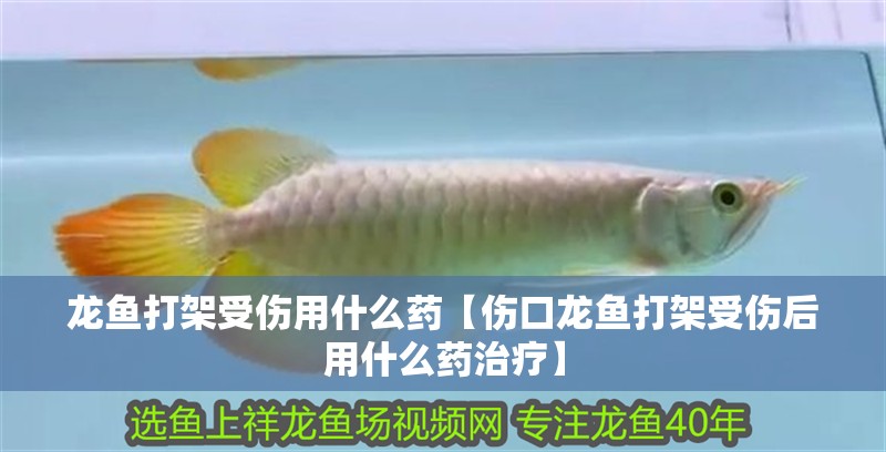 龍魚打架受傷用什么藥【傷口龍魚打架受傷后用什么藥治療】 龍魚打架受傷用什么藥【傷口龍魚打架受傷后用什么藥治療】 水族問答