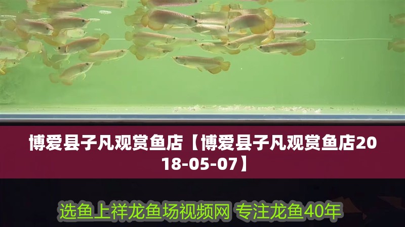 博愛縣子凡觀賞魚店【博愛縣子凡觀賞魚店2018-05-07】