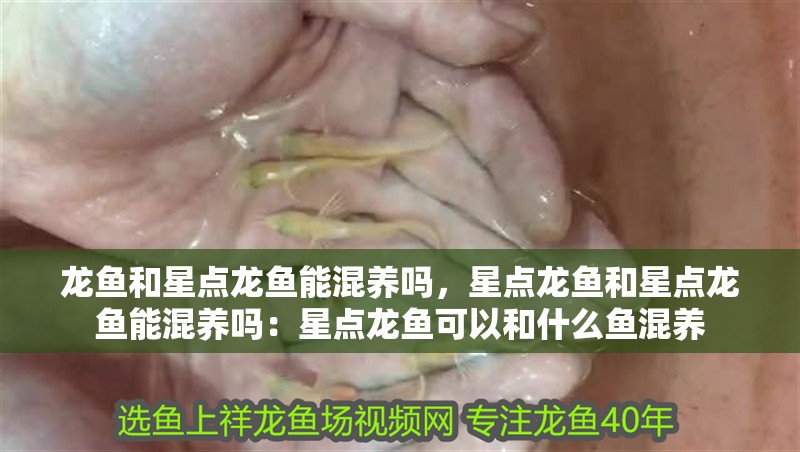 龍魚和星點龍魚能混養嗎，星點龍魚和星點龍魚能混養嗎：星點龍魚可以和什么魚混養