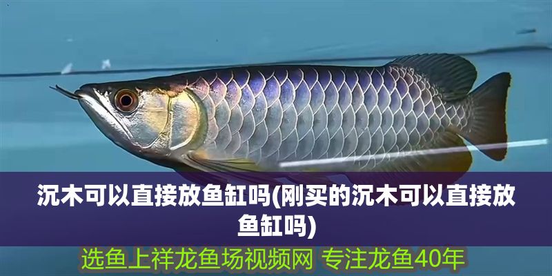 沉木可以直接放魚缸嗎(剛買的沉木可以直接放魚缸嗎)