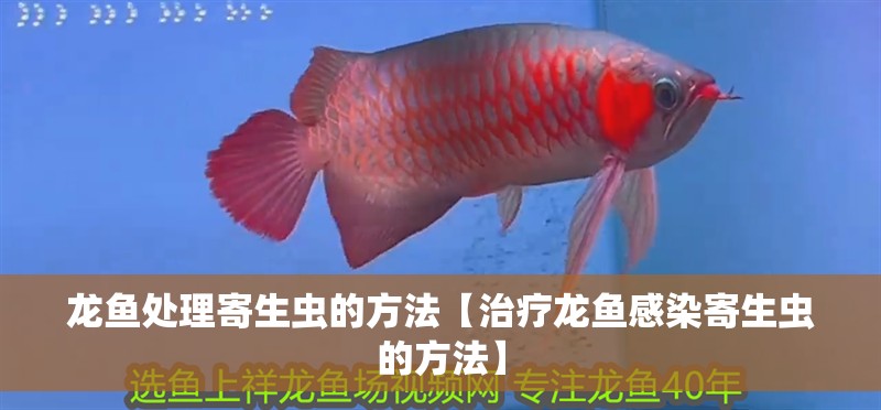 龍魚處理寄生蟲的方法【治療龍魚感染寄生蟲的方法】