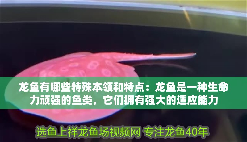 龍魚有哪些特殊本領和特點：龍魚是一種生命力頑強的魚類，它們擁有強大的適應能力 龍魚有哪些特殊本領和特點：龍魚是一種生命力頑強的魚類，它們擁有強大的適應能力 龍魚百科