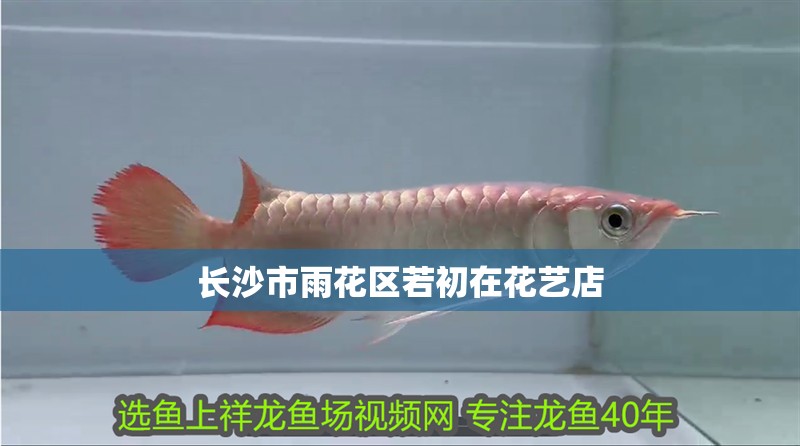 長沙市雨花區(qū)若初在花藝店