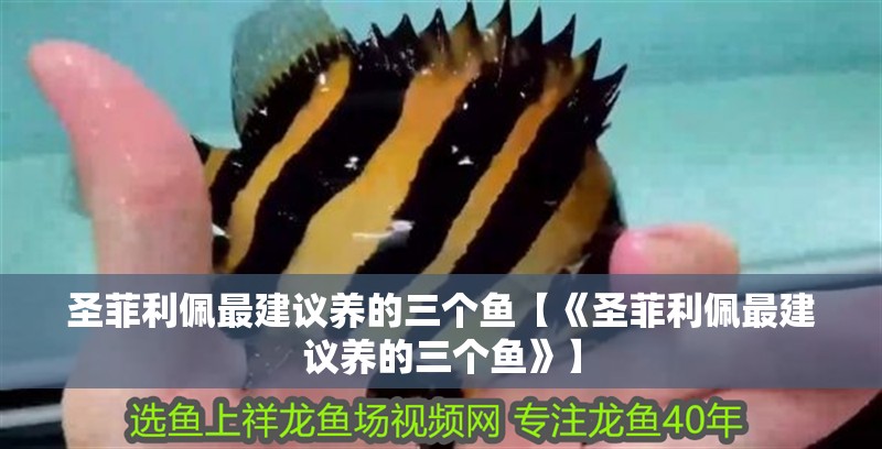 圣菲利佩最建議養的三個魚【《圣菲利佩最建議養的三個魚》】