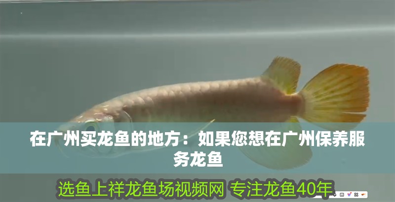 在廣州買龍魚的地方：如果您想在廣州保養服務龍魚