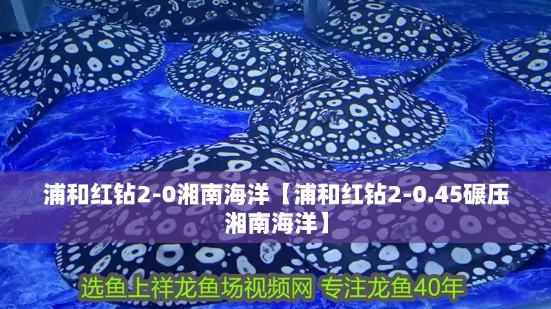 浦和紅鉆2-0湘南海洋【浦和紅鉆2-0.45碾壓湘南海洋】