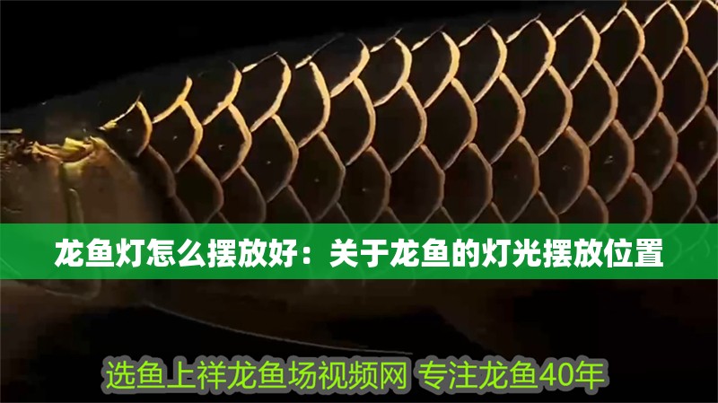 龍魚燈怎么擺放好：關于龍魚的燈光擺放位置