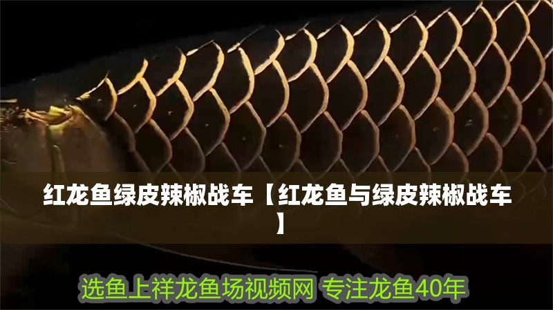 紅龍魚綠皮辣椒戰車【紅龍魚與綠皮辣椒戰車】