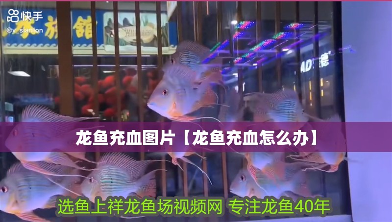 魚缸過濾器選購指南:自制魚缸過濾器魚缸上置過濾器對于養魚愛好者的必備知識 龍魚充血圖片【龍魚充血怎么辦】 水族問答 龍魚充血圖片【龍魚充血怎么辦】 龍魚充血圖片【龍魚充血怎么辦】 水族問答