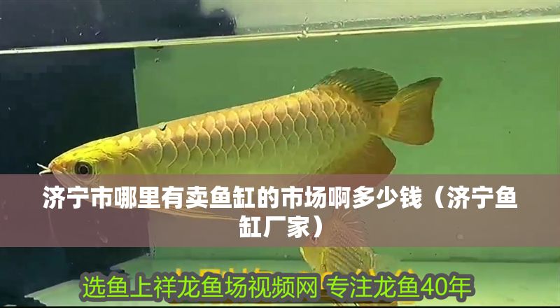 濟(jì)寧市哪里有賣魚缸的市場啊多少錢（濟(jì)寧魚缸廠家） 濟(jì)寧市哪里有賣魚缸的市場啊多少錢（濟(jì)寧魚缸廠家） 錦鯉魚百科 第1張