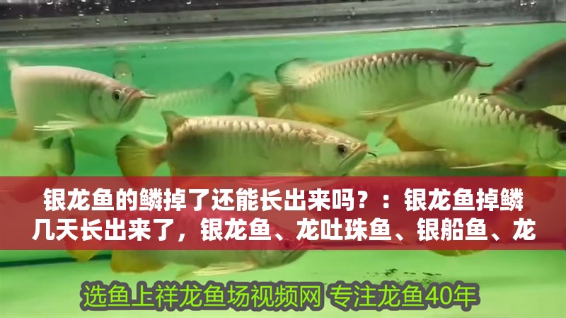 銀龍魚的鱗掉了還能長出來嗎？：銀龍魚掉鱗幾天長出來了，銀龍魚、龍吐珠魚、銀船魚、龍吐珠魚