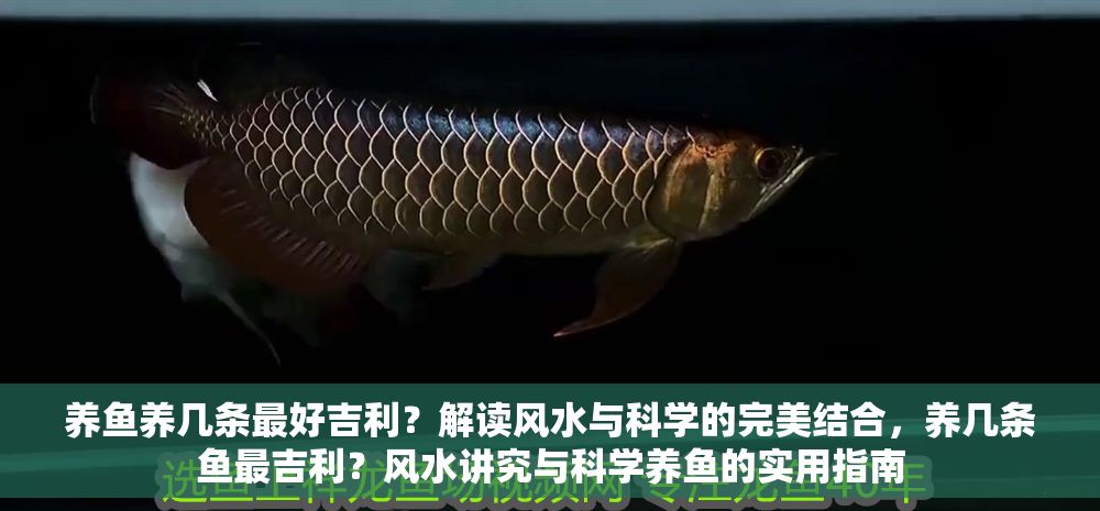 養魚養幾條最好吉利？解讀風水與科學的完美結合，養幾條魚最吉利？風水講究與科學養魚的實用指南 養魚養幾條最好吉利？解讀風水與科學的完美結合，養幾條魚最吉利？風水講究與科學養魚的實用指南 龍魚百科 第1張