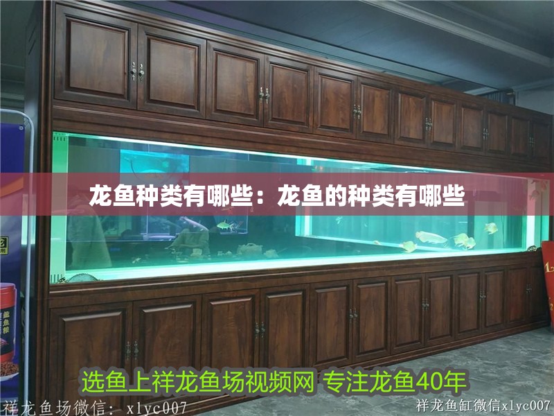 魚缸過濾器選購指南:自制魚缸過濾器魚缸上置過濾器對于養魚愛好者的必備知識 龍魚種類有哪些:龍魚的種類有哪些 龍魚百科 龍魚種類有哪些:龍魚的種類有哪些 龍魚種類有哪些:龍魚的種類有哪些 龍魚百科