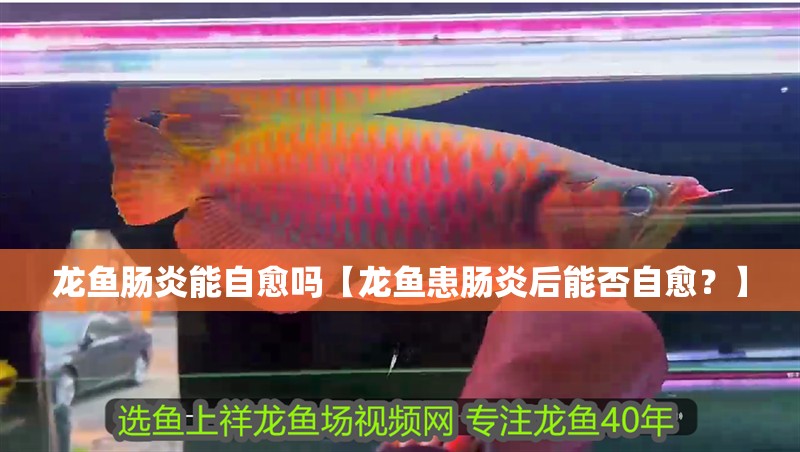 龍魚腸炎能自愈嗎【龍魚患腸炎后能否自愈？】 龍魚腸炎能自愈嗎【龍魚患腸炎后能否自愈？】 水族問答