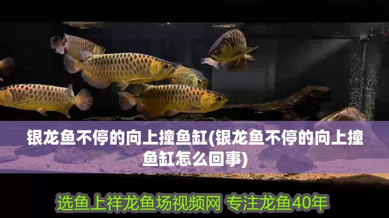 銀龍魚不停的向上撞魚缸(銀龍魚不停的向上撞魚缸怎么回事)