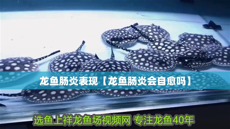龍魚腸炎表現【龍魚腸炎會自愈嗎】