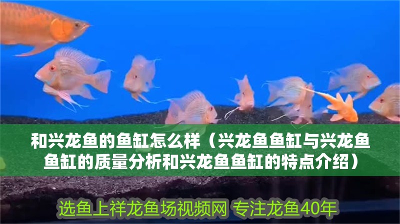 和興龍魚的魚缸怎么樣（興龍魚魚缸與興龍魚魚缸的質(zhì)量分析和興龍魚魚缸的特點(diǎn)介紹） 和興龍魚的魚缸怎么樣（興龍魚魚缸與興龍魚魚缸的質(zhì)量分析和興龍魚魚缸的特點(diǎn)介紹） 龍魚百科