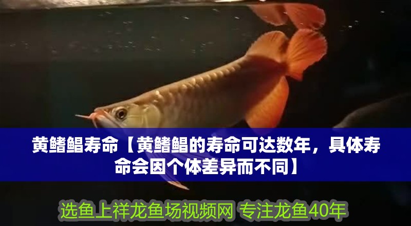 黃鰭鯧壽命【黃鰭鯧的壽命可達數年，具體壽命會因個體差異而不同】