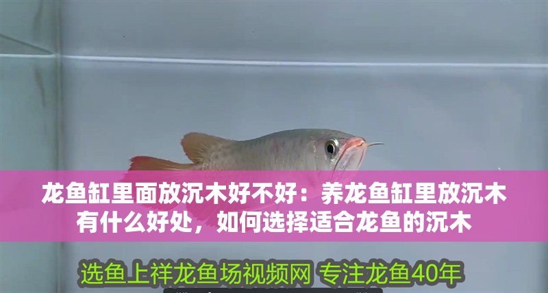 龍魚缸里面放沉木好不好：養(yǎng)龍魚缸里放沉木有什么好處，如何選擇適合龍魚的沉木