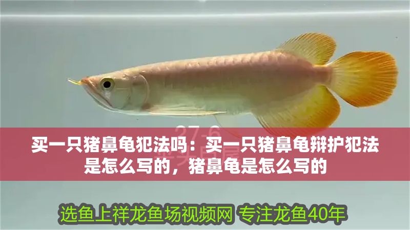 買一只豬鼻龜犯法嗎：買一只豬鼻龜辯護犯法是怎么寫的，豬鼻龜是怎么寫的