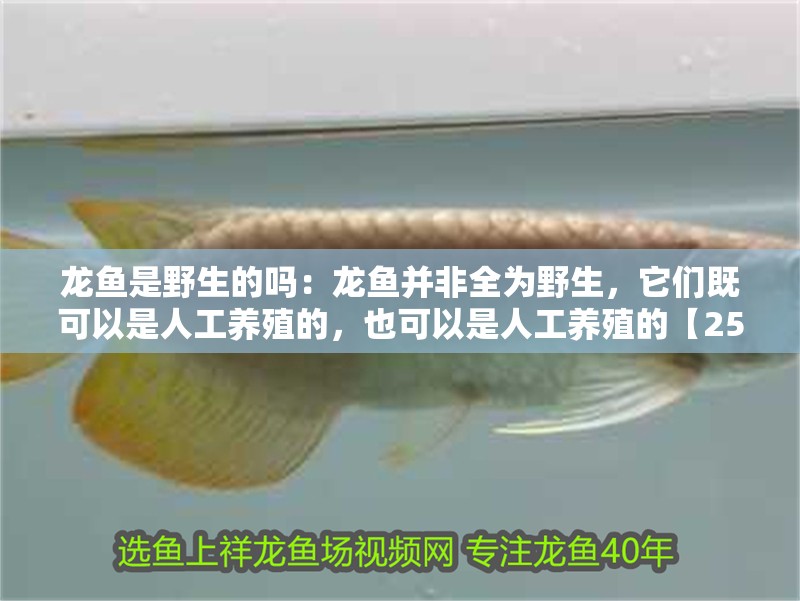 龍魚是野生的嗎：龍魚并非全為野生，它們既可以是人工養殖的，也可以是人工養殖的【25厘米小型魚缸燈選擇25厘米小型魚缸燈的種類和特點】