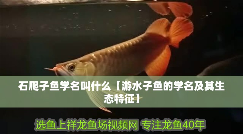 石爬子魚學名叫什么【游水子魚的學名及其生態特征】
