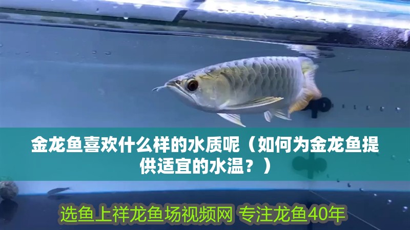 金龍魚喜歡什么樣的水質(zhì)呢（如何為金龍魚提供適宜的水溫？）