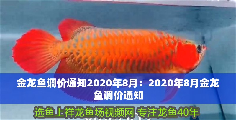 金龍魚調價通知2020年8月：2020年8月金龍魚調價通知