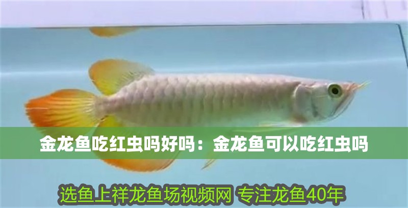 金龍魚吃紅蟲嗎好嗎：金龍魚可以吃紅蟲嗎