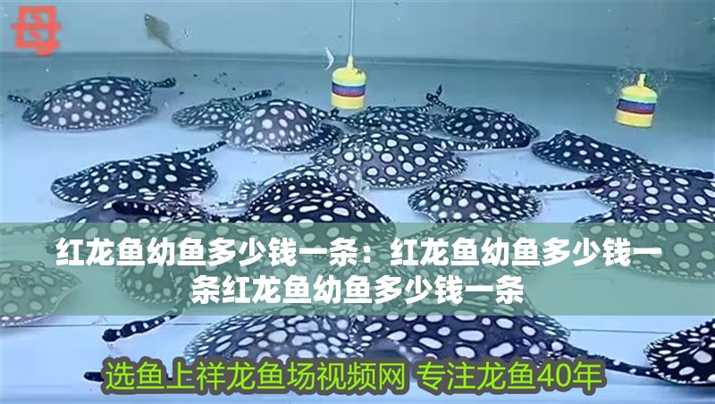 紅龍魚幼魚多少錢一條：紅龍魚幼魚多少錢一條紅龍魚幼魚多少錢一條 紅龍魚幼魚多少錢一條：紅龍魚幼魚多少錢一條紅龍魚幼魚多少錢一條 龍魚百科