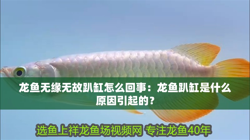 龍魚無緣無故趴缸怎么回事：龍魚趴缸是什么原因引起的？