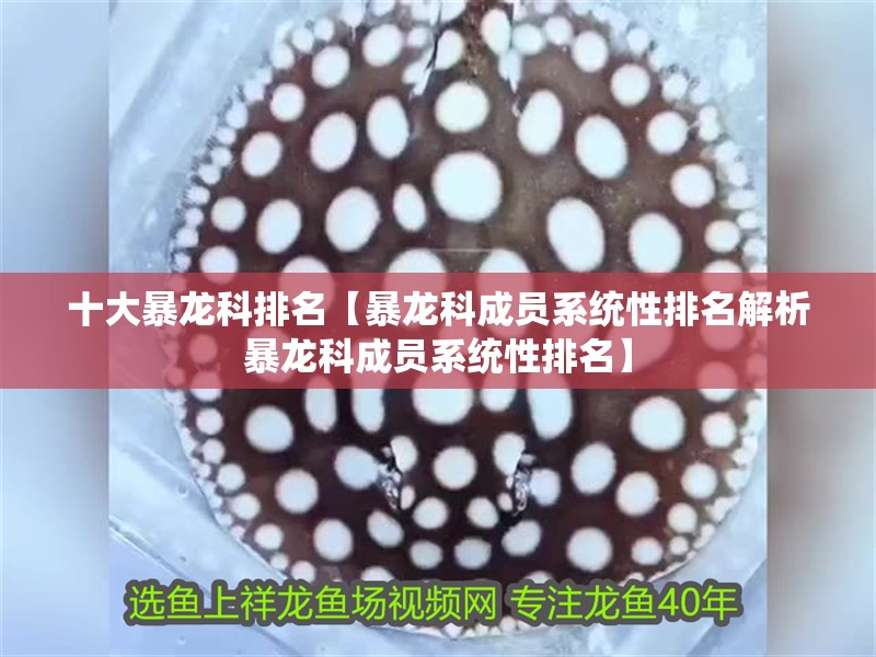 十大暴龍科排名【暴龍科成員系統性排名解析暴龍科成員系統性排名】