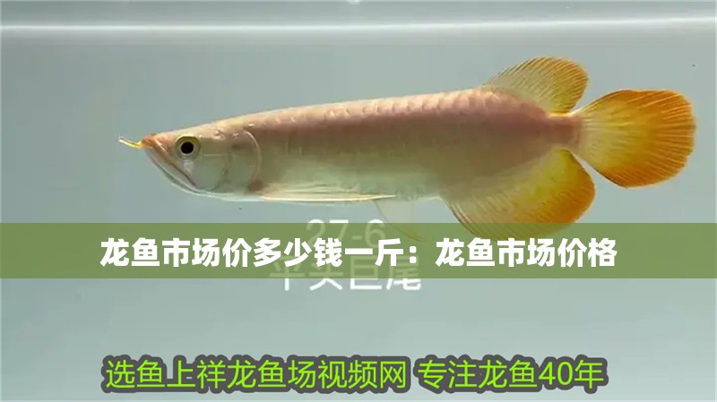 龍魚(yú)市場(chǎng)價(jià)多少錢(qián)一斤：龍魚(yú)市場(chǎng)價(jià)格
