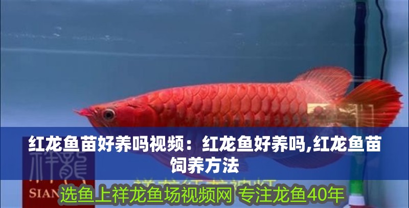 紅龍魚苗好養嗎視頻：紅龍魚好養嗎,紅龍魚苗飼養方法