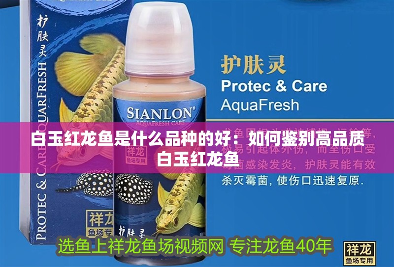 白玉紅龍魚是什么品種的好：如何鑒別高品質(zhì)白玉紅龍魚