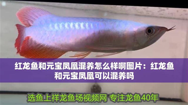 詳細(xì)閱讀:紅龍魚(yú)和元寶鳳凰混養(yǎng)怎么樣啊圖片:紅龍魚(yú)和元寶鳳凰可以混養(yǎng)嗎 紅龍魚(yú)和元寶鳳凰混養(yǎng)怎么樣啊圖片:紅龍魚(yú)和元寶鳳凰可以混養(yǎng)嗎
