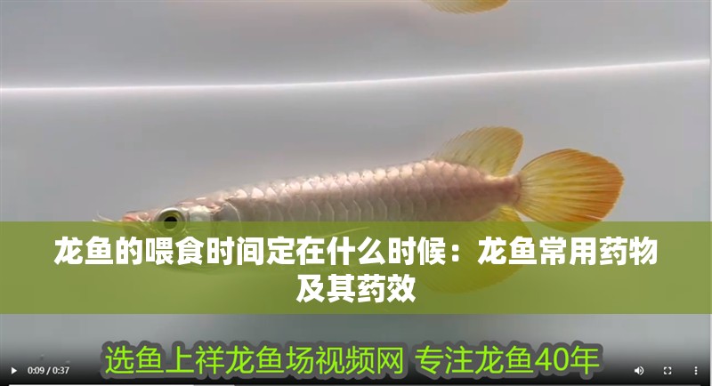 龍魚的喂食時(shí)間定在什么時(shí)候：龍魚常用藥物及其藥效