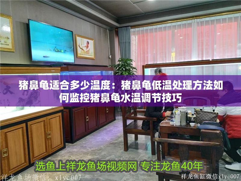 豬鼻龜適合多少溫度：豬鼻龜低溫處理方法如何監控豬鼻龜水溫調節技巧 豬鼻龜適合多少溫度：豬鼻龜低溫處理方法如何監控豬鼻龜水溫調節技巧 豬鼻龜百科 第1張