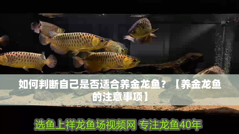 如何判斷自己是否適合養金龍魚？【養金龍魚的注意事項】