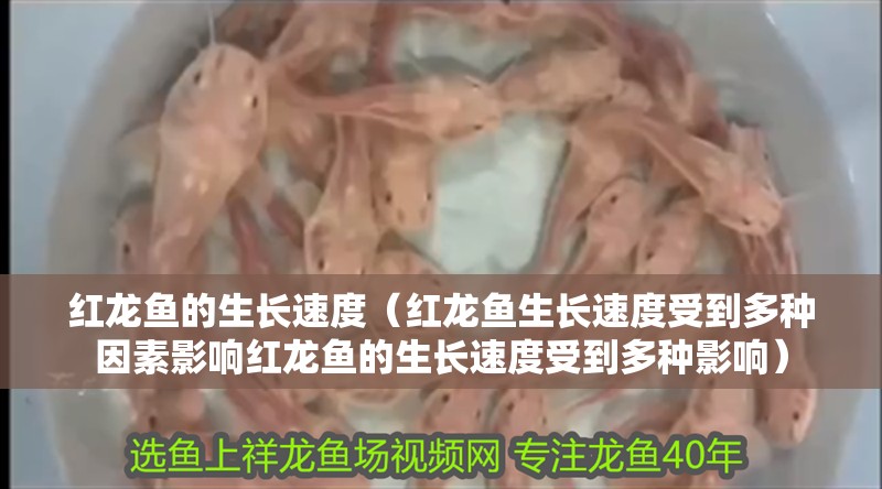 紅龍魚的生長速度（紅龍魚生長速度受到多種因素影響紅龍魚的生長速度受到多種影響）