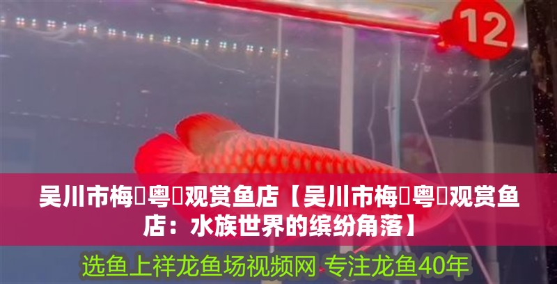 吳川市梅菉粵燊觀賞魚店【吳川市梅菉粵燊觀賞魚店：水族世界的繽紛角落】